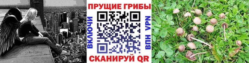 Купить закладки  Десногорск  Псилоцибиновые грибы прущие грибы 
